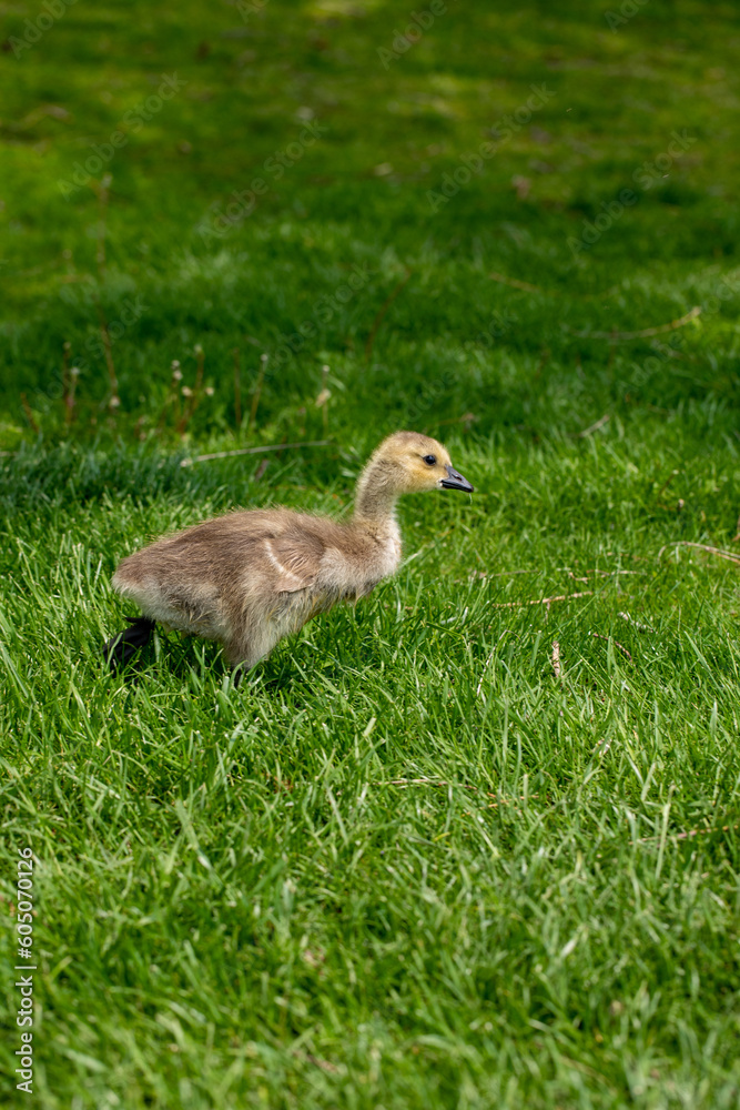 baby goose in the grass baby goose in the grass