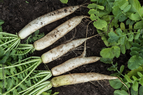 Daikon white radish in garden. Bunch of organic dirty daikon harvest with green tops on soil ground close up photo
