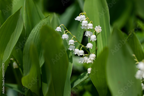 Lily of the valley