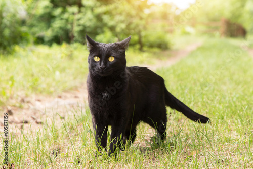 Cat with yellow eyes and attentive look in green grass in nature in spring summer