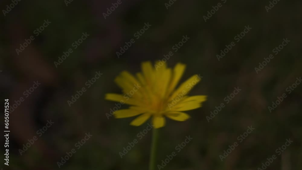 beautiful wild flower, close up shot beautiful wild flower, close up shot