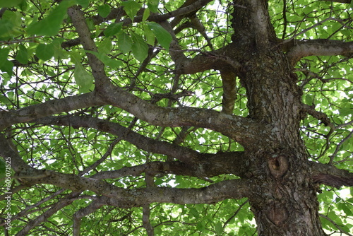 tree branches in a canopy