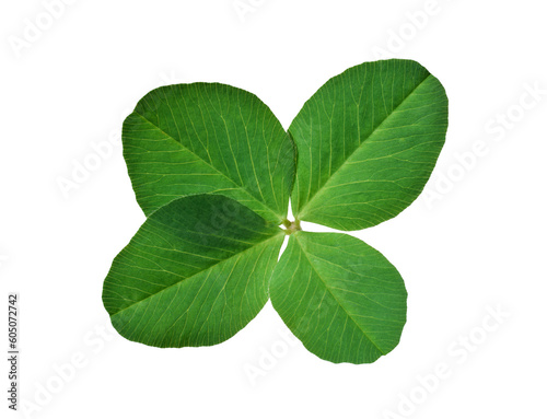 Green four leaf clover isolated cutout on transparent