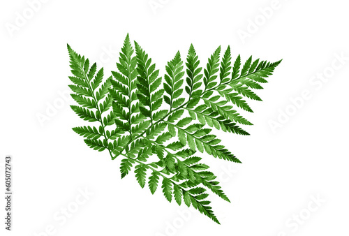 Green fern leaves isolated cutout on transparent photo