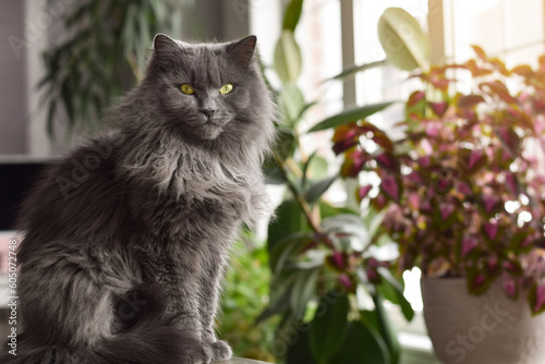 Portrait of a cute domestic longhair grey cat sitting in front of defocused houseplants photo