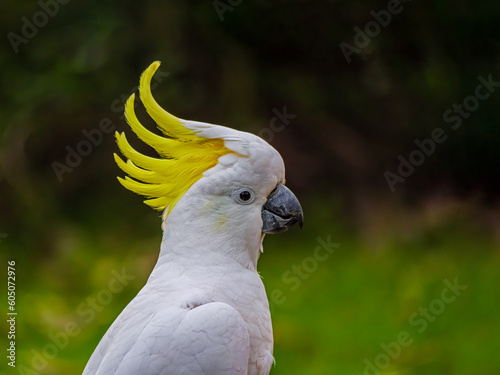 Crested Cockatoo