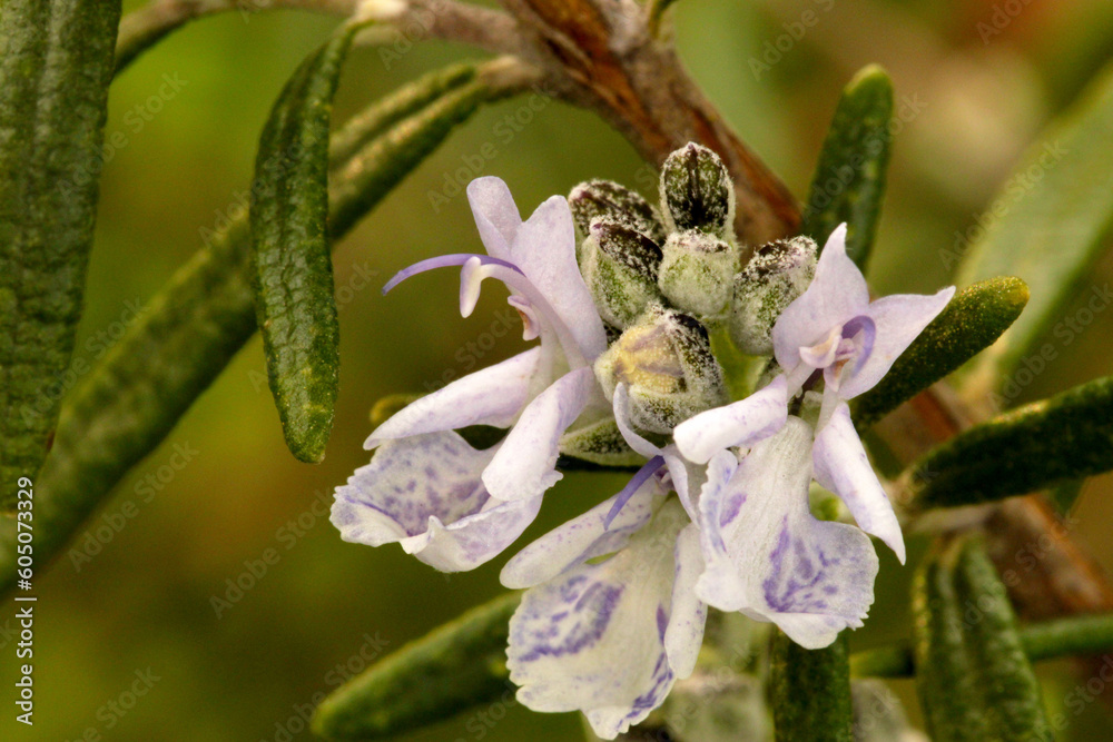 Rosemary Blossom Cluster 02 Rosemary Blossom Cluster 02