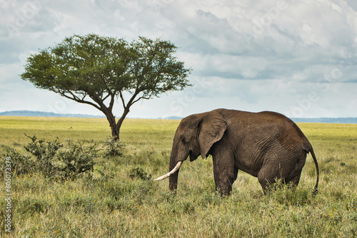 Photography A lone elephant and a tree at Serengeti National Park, Tanzania