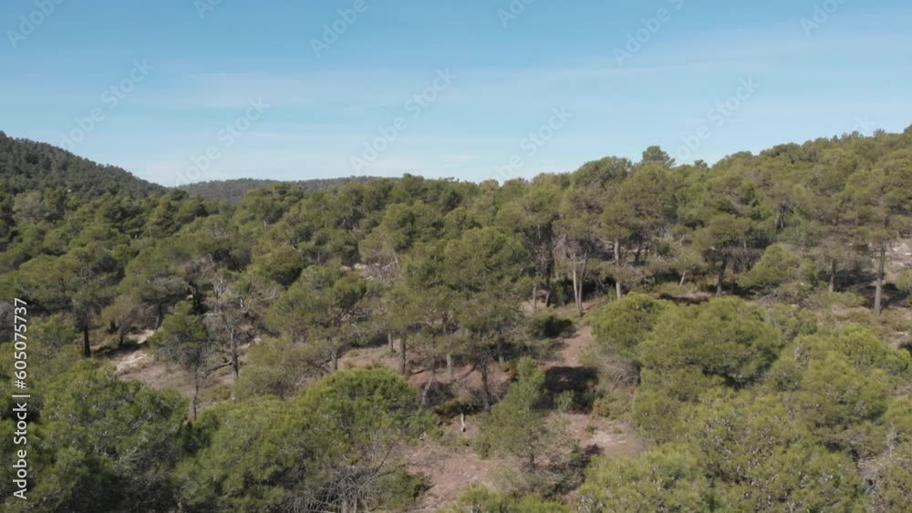 Flying over Mediterranean pine forest elevating flight of drone Flying over Mediterranean pine forest elevating flight of drone