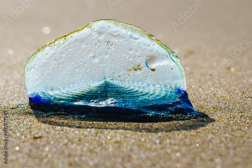 Blue sail jellyfish, or by-the-wind-sailor, or Velella Velella, close-up on the beach. A tiny sail allows the organism to travel photo