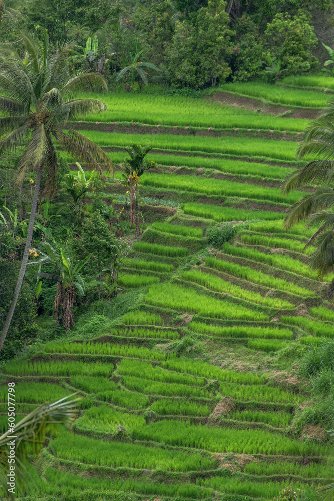 rice terraces in island