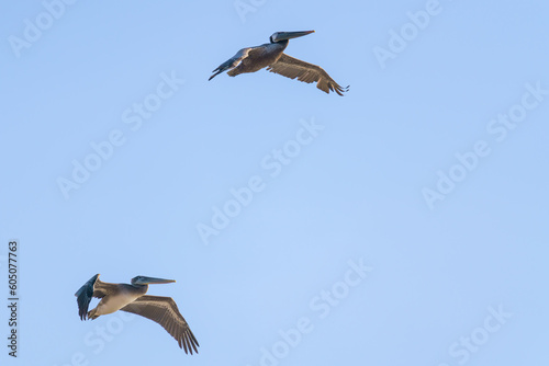 Two flying pelicans against clear blue sky in the background