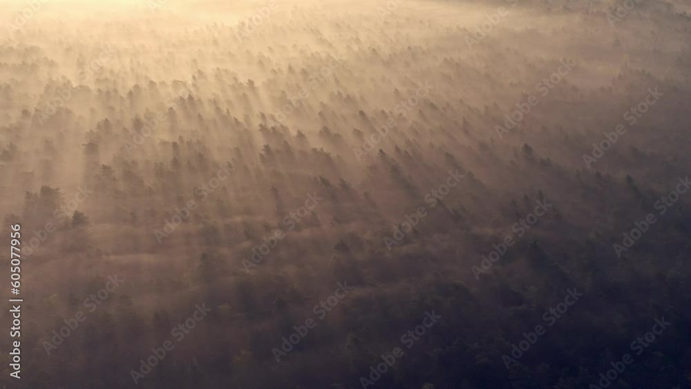 Sun rays shine through fog mist above pine tree forest tops, aerial trucking pan Sun rays shine through fog mist above pine tree forest tops, aerial trucking pan