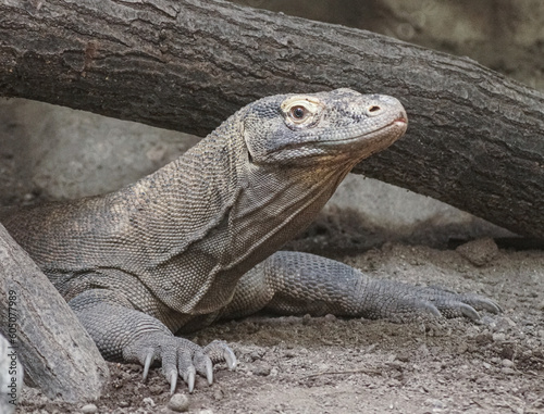 iguana on the rock