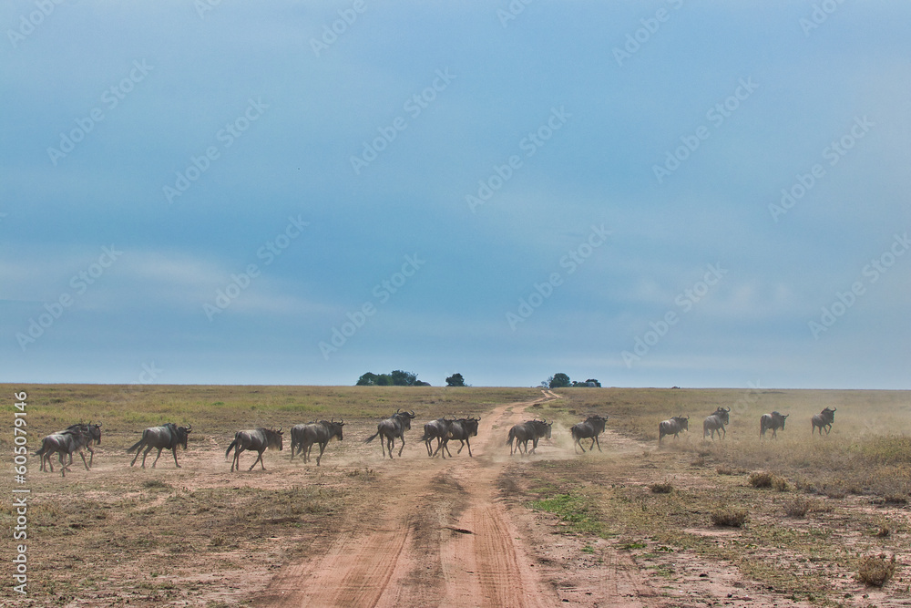 Wildebeest Migrating towards Maswa game reserve at Serengeti National Park, Tanzania