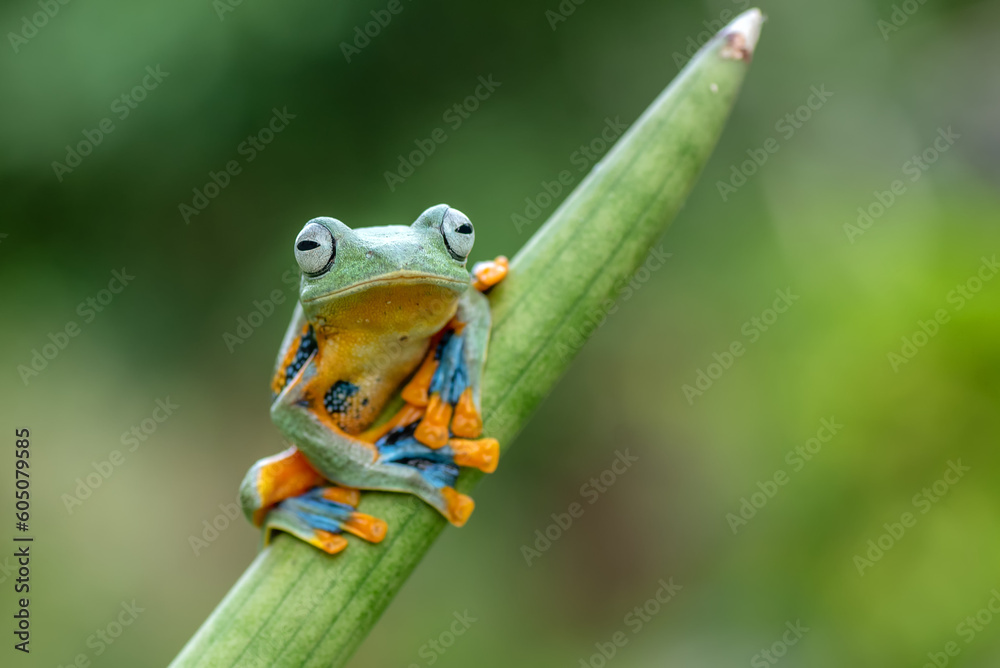 Fototapeta premium Green tree flying frog perched on a leaf