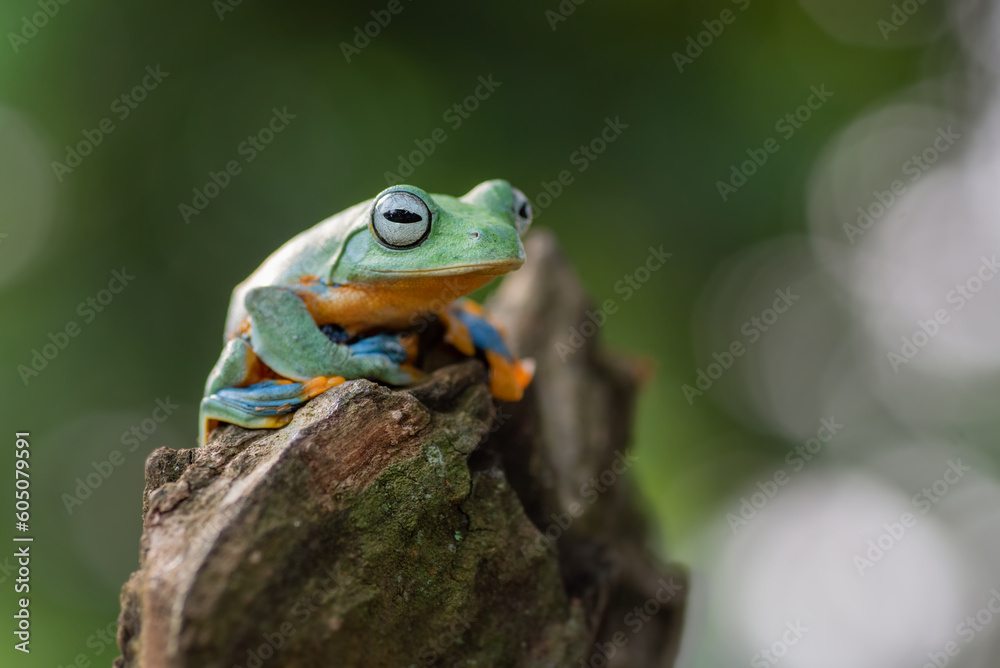 Green tree flying frog perched on a leaf Green tree flying frog perched on a leaf