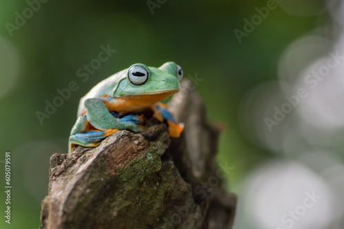 Green tree flying frog perched on a leaf