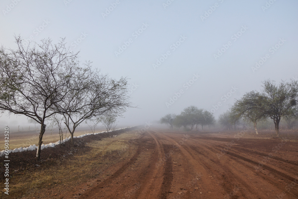 Neblina en el campo con mezquite de fondo Neblina en el campo con mezquite de fondo