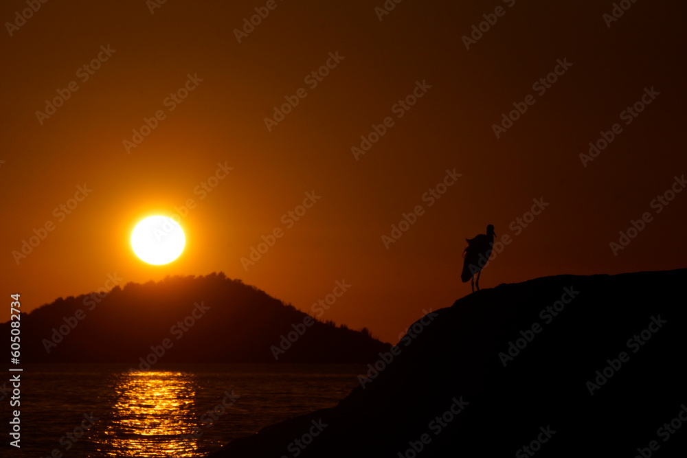 Paisaje de contraluz de un ave frente al mar durante la puesta de sol.