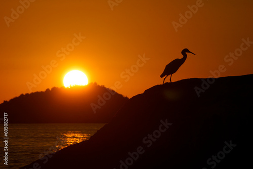 Paisaje de contraluz de un ave frente al mar durante la puesta de sol. © aldo