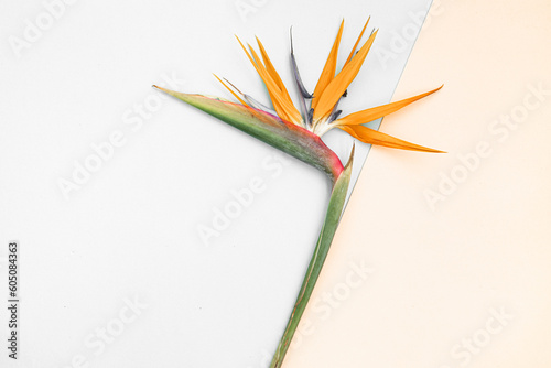 Top view tropical leaves on vibrant background. Summer flat lay composition.