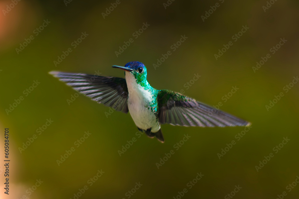 Obraz premium Colibrí