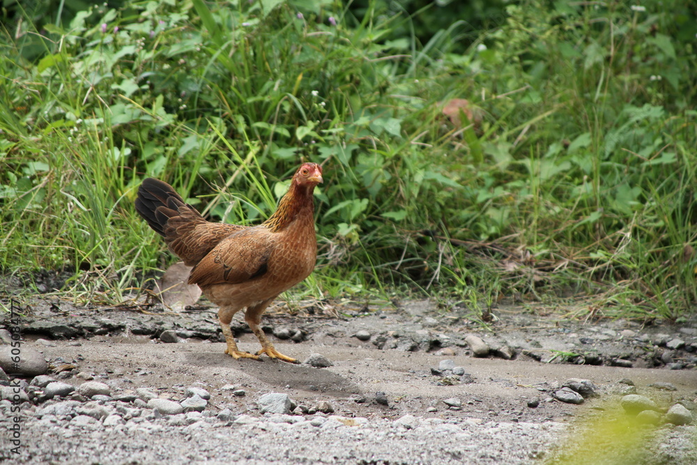 Fototapeta premium chicken