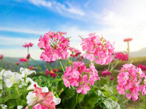 Fototapeta Naklejka Na Ścianę i Meble -  Multicolored fresh wild flowers in meadow