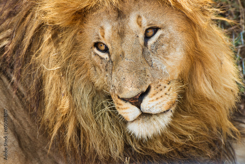 Fototapeta Naklejka Na Ścianę i Meble -  Adult lion close up at Serengeti National Park, Tanzania