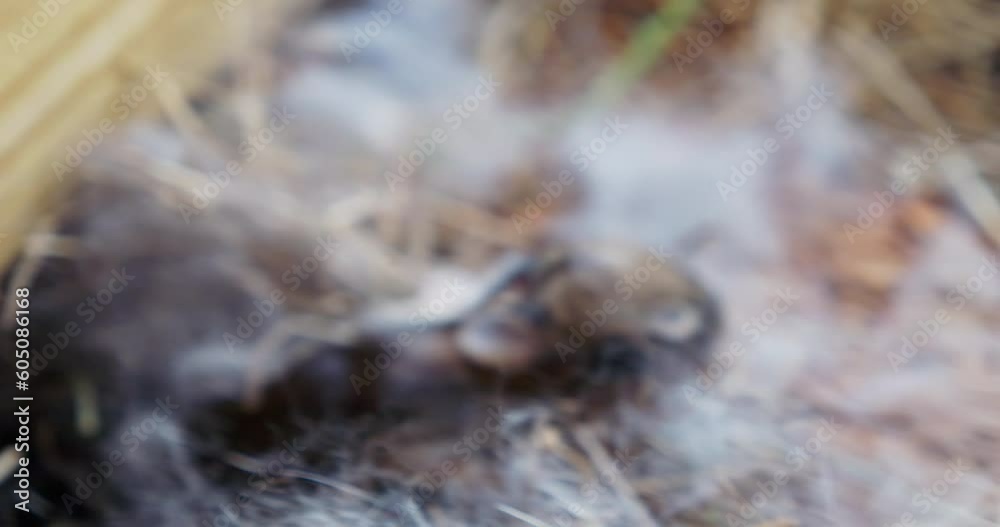 Close-up video clip of newborn rabbits nestled in a straw nest, a serene encapsulation of the beginnings of life in the wild. Close-up video clip of newborn rabbits nestled in a straw nest, a serene encapsulation of the beginnings of life in the wild.