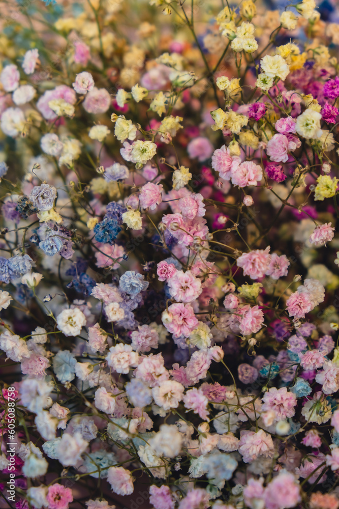 Rainbow colors Colorful flowers of gypsophila. Blurred and fuzzy plant background Close up of Delicate Baby's Breath Flowers. Selective focus, Spring blooming