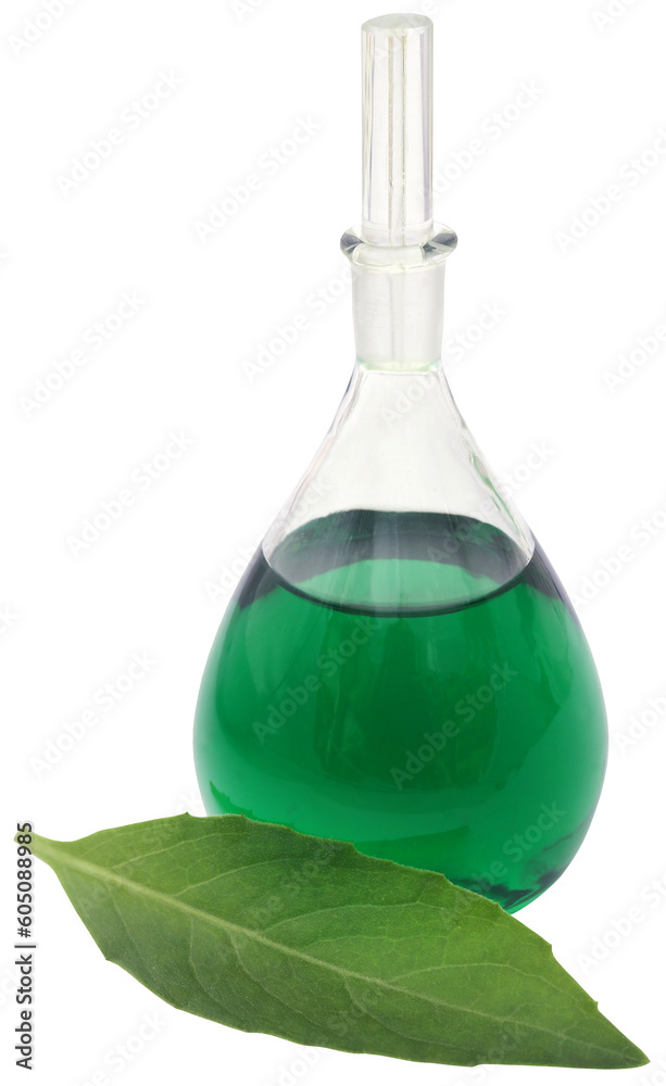 Adhatoda vasica or medicinal Basak leaves Adhatoda vasica or medicinal Basak leaves