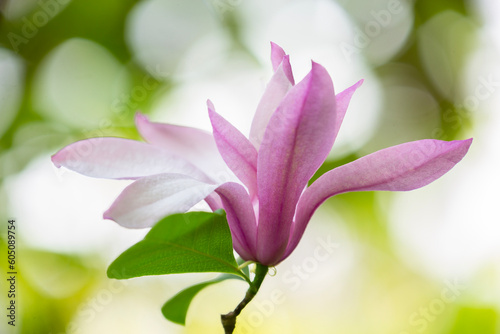 Beautiful  vibrant magnolia blossom in springtime 