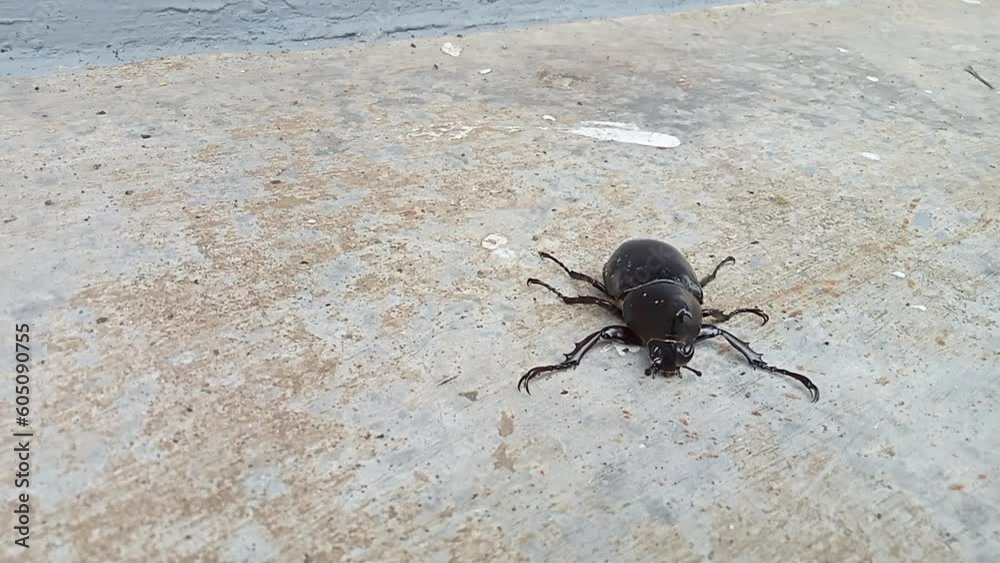 Kumbang badak, xylotrupes gideon, the brown rhinoceros beetle, is a species of large scarab beetle belonging to the subfamily Dynastinae. Kumbang badak, xylotrupes gideon, the brown rhinoceros beetle, is a species of large scarab beetle belonging to the subfamily Dynastinae.