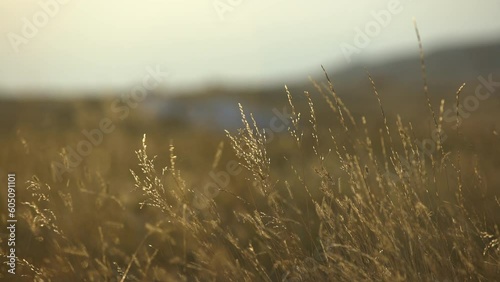 Golden grass with seeds blowing in evening breeze photo