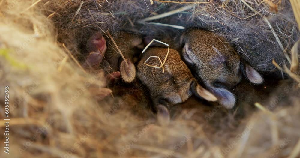 Captivating footage of baby rabbits cuddling in their straw nest, a tender depiction of innocence and warmth in nature.