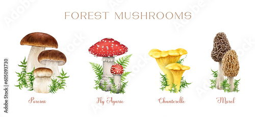 Forest mushrooms vintage style set. Watercolor illustration. Hand drawn porcini, fly agaric, chanterelle, morel mushrooms decorated with green moss. Vintage style mushroom botanical illustration set