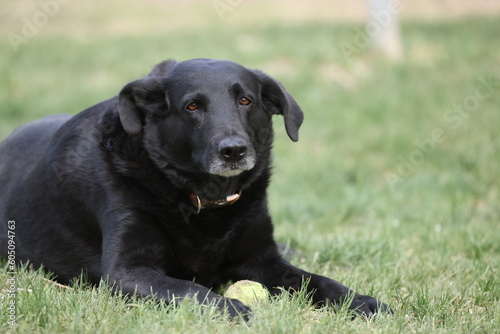 Old black Labrador retriever dog 