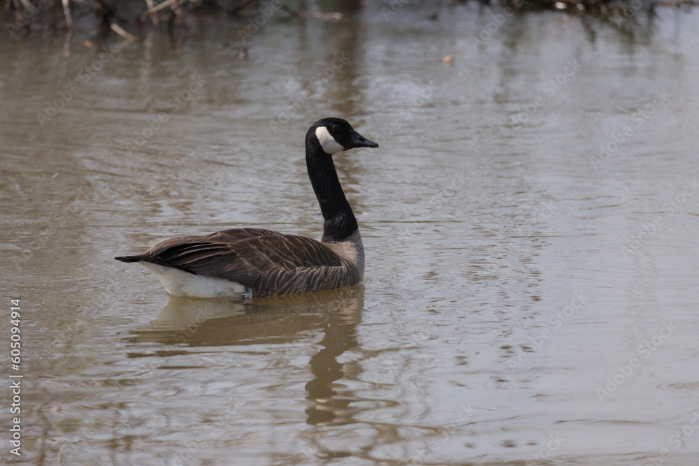 Canada goose in water
