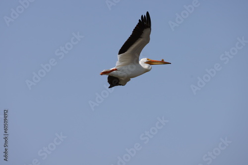 American White Pelican in flight 