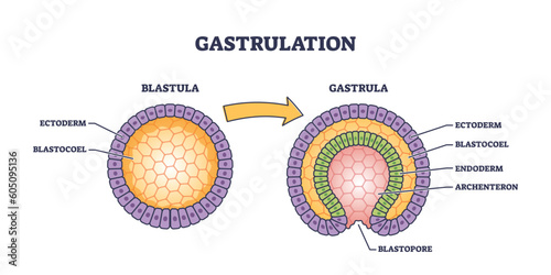 Gastrulation as early developmental process for embryo transformation tiny person concept. Labeled educational medical scheme with blastula and gastrula microbiological structure vector illustration.