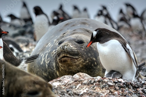 Photo of elephant seal and penguins on a rocky beach in Antarctica