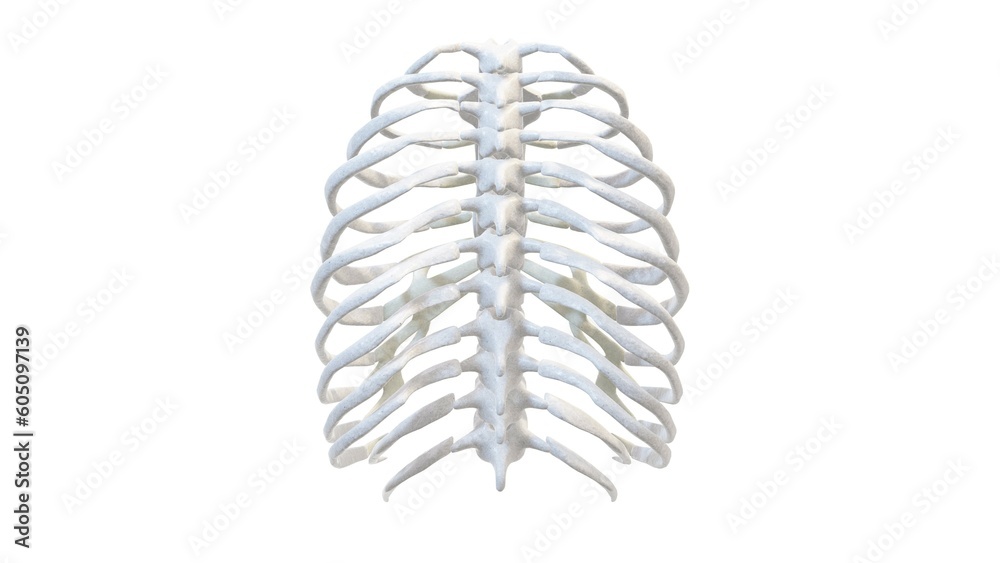 3D Image Illustration Render of Human Skeleton Anatomy from Various