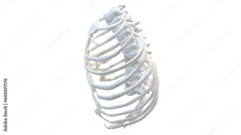 3D Image Illustration Render of Human Skeleton Anatomy from Various