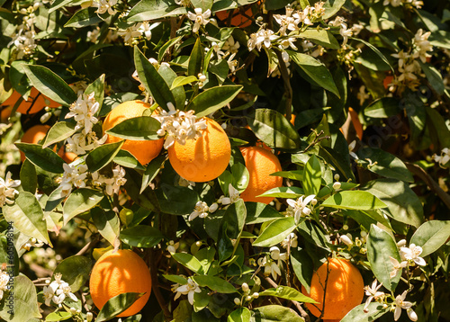 A blooming orange tree with the fruits of natural oranges on a sunny day. Harvesting, farming. Selective focus