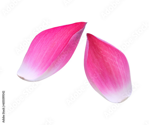Pink lotus lobes transparent png
