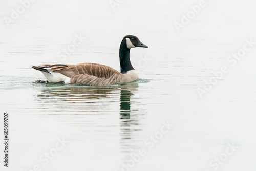Canada Goose (Branta canadensis) on a lake. Gelderland in the Netherlands. 