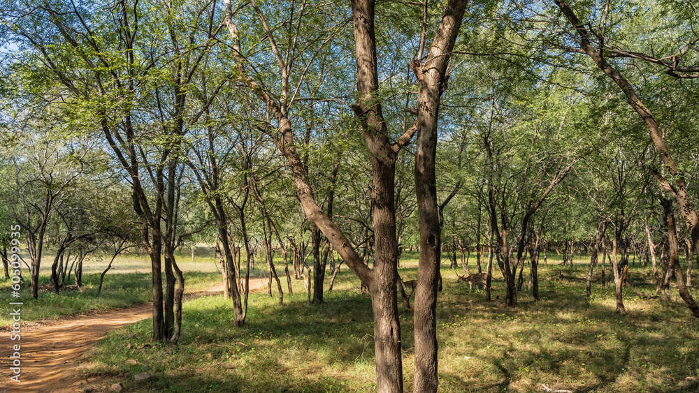 A dirt safari road winds through the jungle. Axis spotted deer walk between the trees. Green branches against the blue sky. Light and shadows. India. Ranthambore National Park. A dirt safari road winds through the jungle. Axis spotted deer walk between the trees. Green branches against the blue sky. Light and shadows. India. Ranthambore National Park.