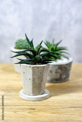 Cactus in a clay pot placed on a wooden table